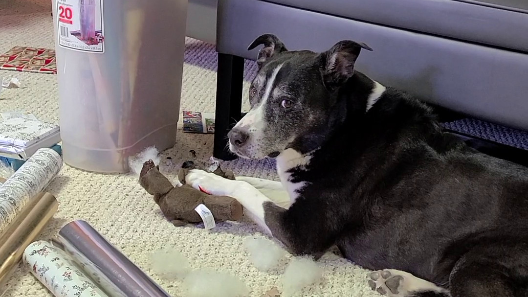 Unstuffing a Stuffed Animal